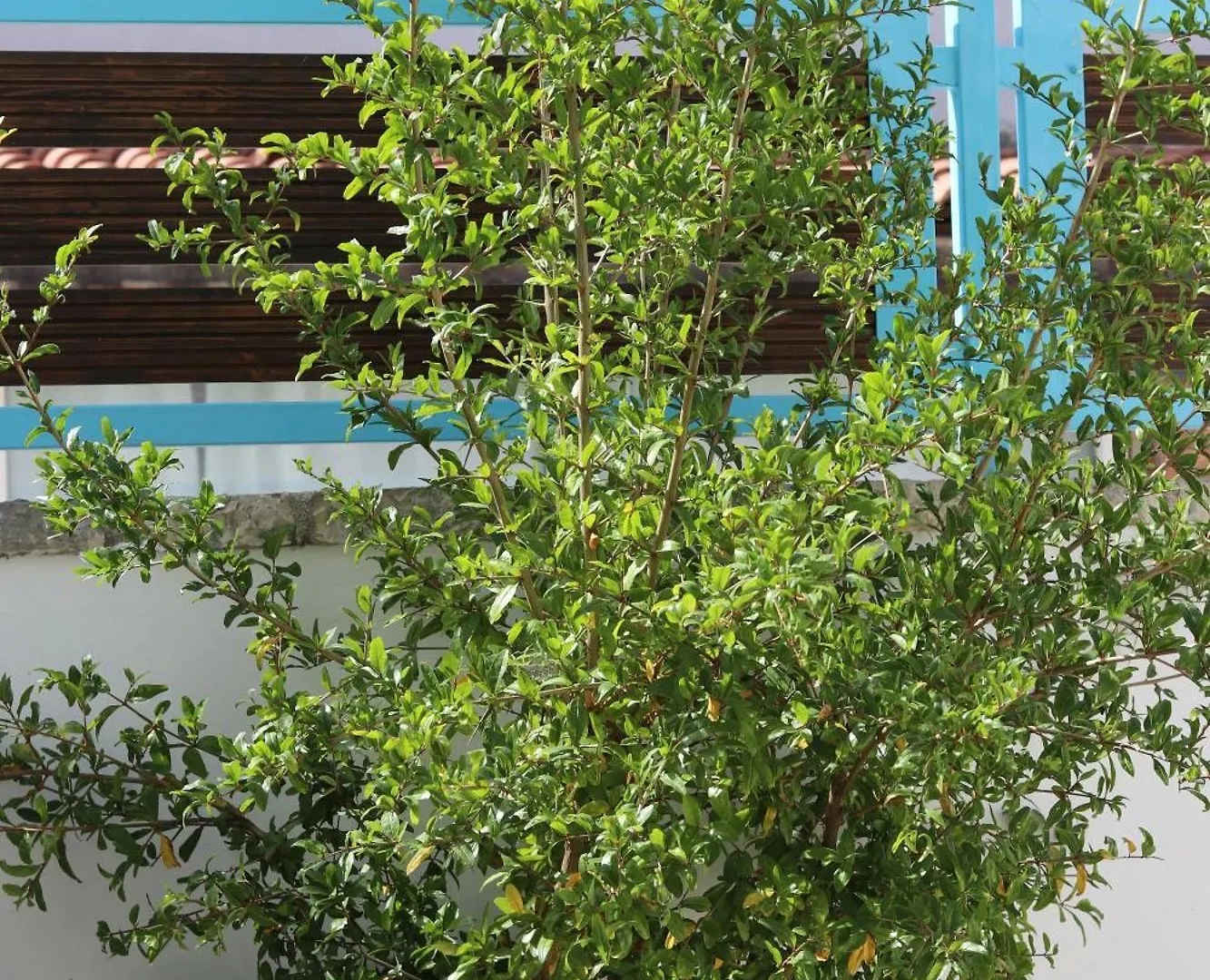 Anemos Villa Himare