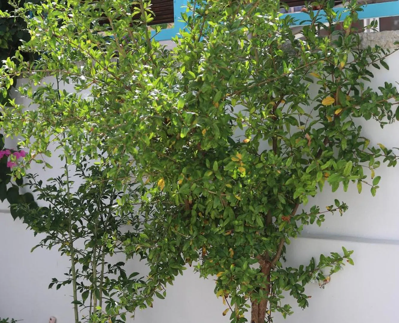 Anemos Villa Himare